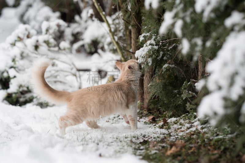 猫,灌木,在活动中,2到5个月,好奇心,雪,猫科动物,一只动物,动物,尾巴