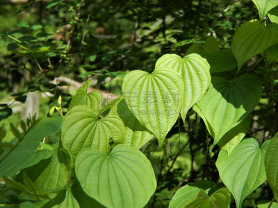 山药,野生植物,叶子,单子叶植物,叶脉,自然,美国,水平画幅,绿色,无人