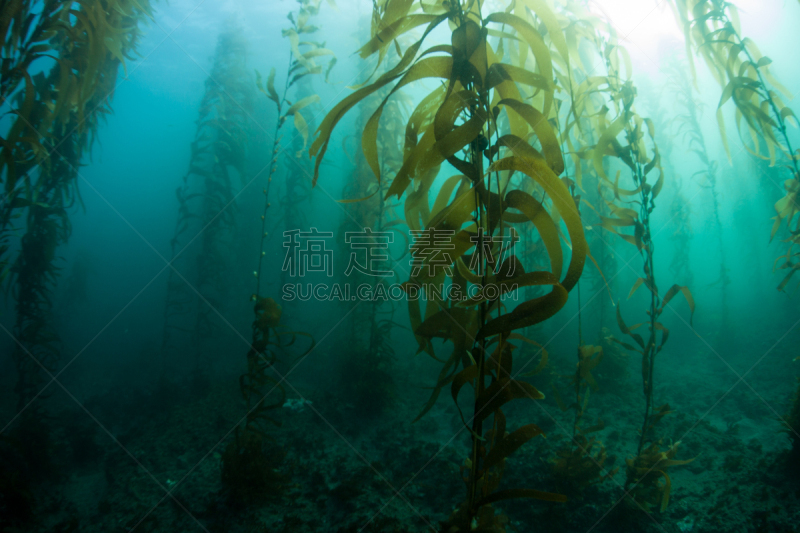 加利福尼亚,海藻林,海藻灰,海峡群岛,海洋酸化,giant海藻灰,海草,生态多样性,天篷,藻类