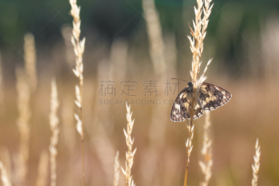 蝴蝶,黑白图片,大理石条纹粉蝶,自然,野生动物,水平画幅,橙色,动物身体部位,翅膀,草