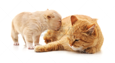 小狗,猫,休闲游戏,背景分离,狗,哺乳纲,动物群,小的,动物,两只动物