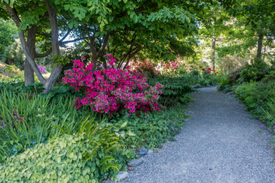 杜鹃花,红色,小路,自然,水平画幅,无人,植物,华盛顿州,机场,风景