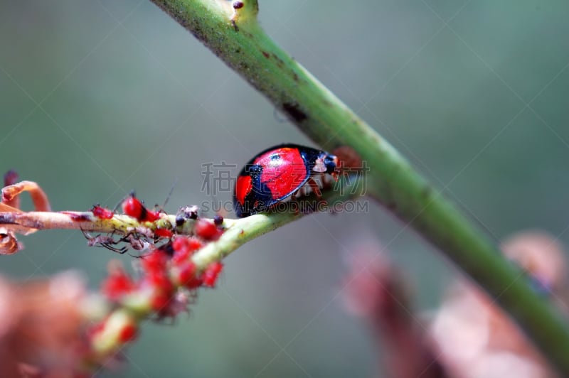 瓢虫,蚜虫,红色,水平画幅,美人,人群,生物学,特写,植物,彩色图片