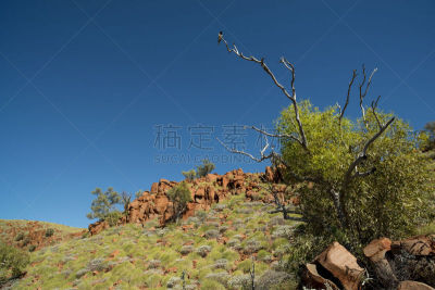 地形,The Pilbara,澳大利亚,巨蟒,奇切斯特,山脉,鸟类,池塘,野生动物,摄影
