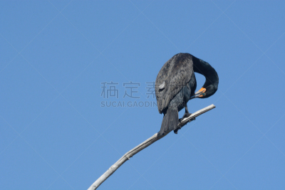 整羽,死亡的植物,双冠鸬鹚,枝,翎毛,对称,鸬鹚,自然,天空,野生动物