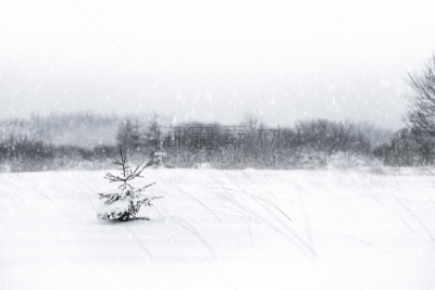 雪,圣诞树,地形,寒冷,圣诞卡,霜,杉树,摩尔人风格,停泊的,冰
