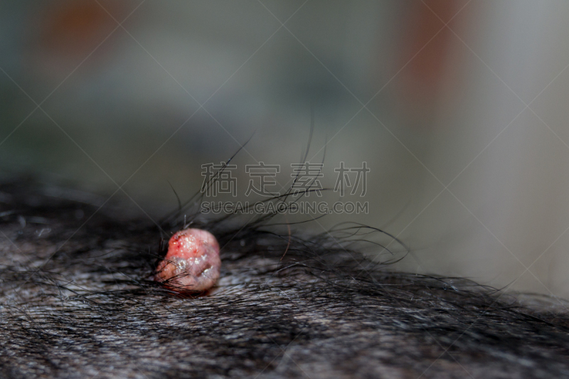 狗,肛门周围的,焦点,健康保健,背景分离,药,病理学家,癌症,罗马尼亚,皮肤病学