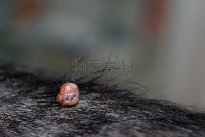 狗,肛门周围的,焦点,健康保健,背景分离,药,病理学家,癌症,罗马尼亚,皮肤病学