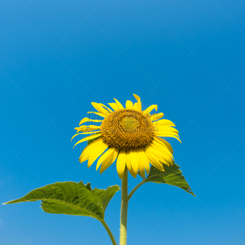 向日葵,天空,无人,夏天,户外,特写,仅一朵花,花蕾,叶子