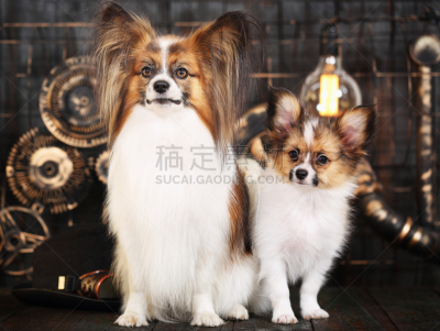父亲,儿子,蝴蝶犬,钟表匠,时钟结构,蒸汽朋克,车轮,水平画幅,金属,坐