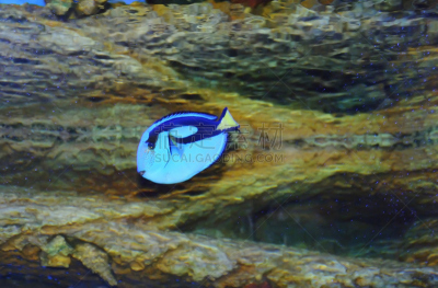 水族馆,三色刺蝶鱼,鲨鱼,小丑,水,天空,美,水平画幅,水下,礁石