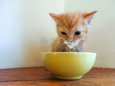 小猫,牛奶,有包装的,人的脸部,水平画幅,家庭生活,润须,毛绒绒,猫,碗