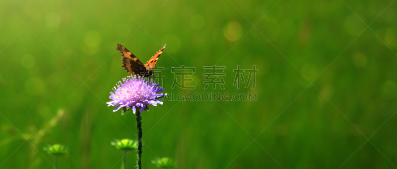 蝴蝶,大特写,华北蓝灵灰,轮峰菊,野花,灌木丛,草地,全景,蜜蜂,水平画幅