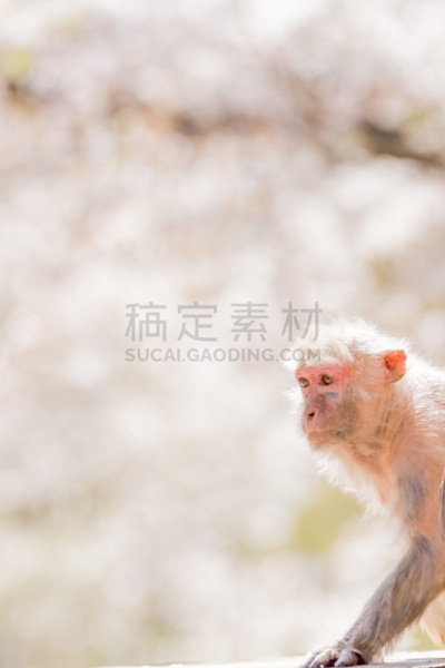 猴子,日本,可爱的,宠物,自然,垂直画幅,野生动物,肖像,风景,图像