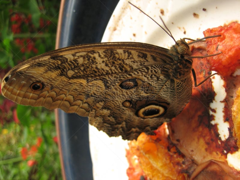 蝴蝶,圣伯纳犬,正餐宴会,卡利戈门农蝶,猫头鹰纹蝶,butterfly garden,垂直画幅,选择对焦,褐色,无人