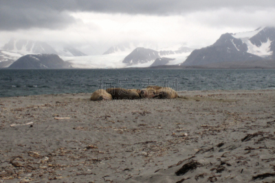 寒冷,挪威,野生动物,雪,大西洋,krossfjorden,斯瓦尔巴特群岛和扬马延岛,岩石,户外,冰
