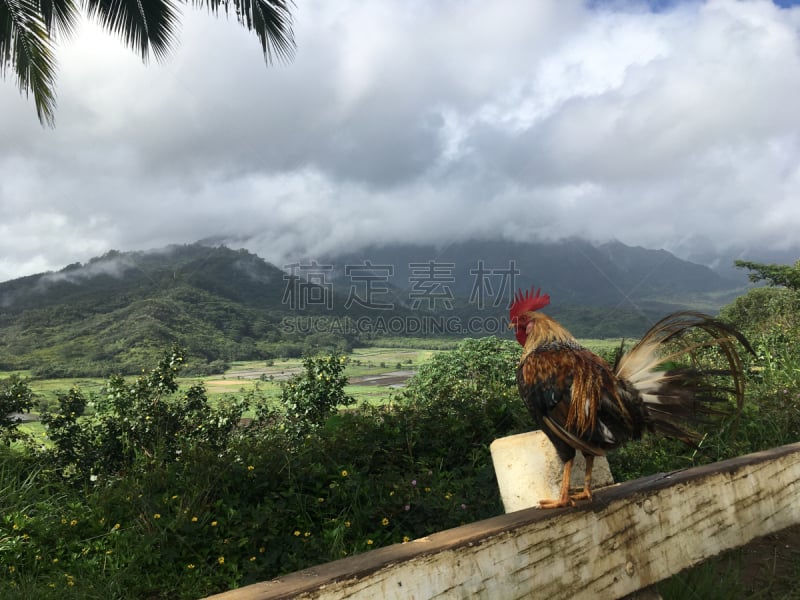 哈纳雷山谷,雨,公鸡,夏威夷,在上面,考艾岛,山,从上面看过去,美国,水平画幅