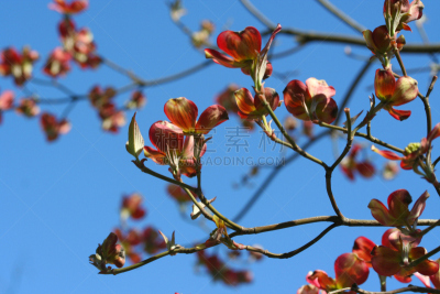 开花的山茱萸,天空,六月,水平画幅,无人,夏天,户外,特写,箭木,宝塔茱萸
