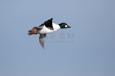 黄金眼,颈,水平画幅,鸟类,动物身体部位,翅膀,喙,动物肢和翼,四肢,尾巴