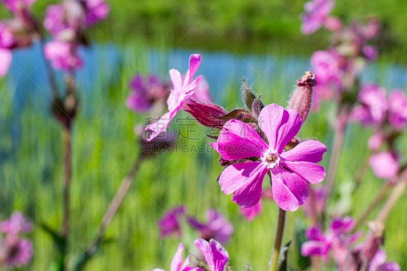 仙翁花,蜡烛花,镇静,花序,水平画幅,无人,特写,仅一朵花,花蕾,植物