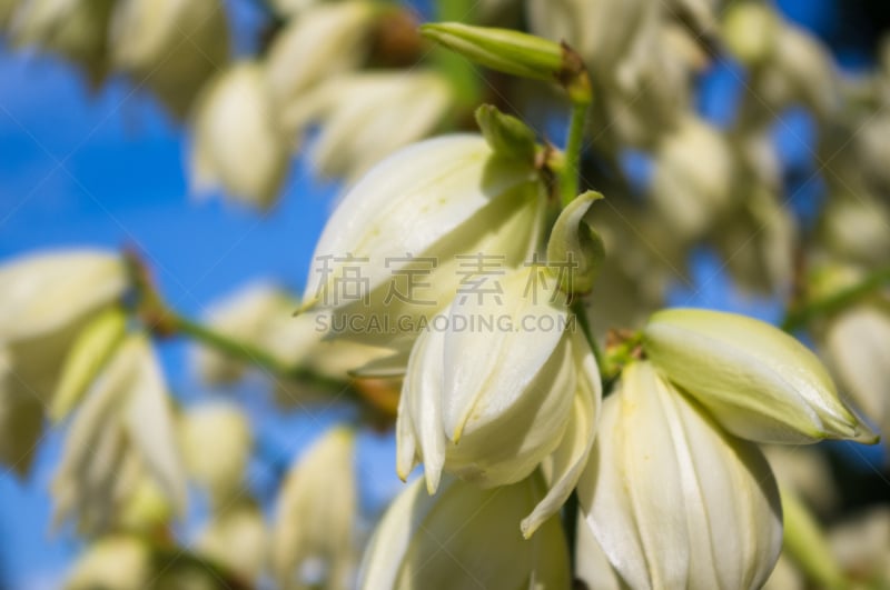 特写,白色,灌木,公园,小丝兰,美,芳香的,水平画幅,枝繁叶茂,无人