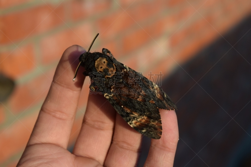 动物头,巨大的,死亡的动物,蝴蝶,家庭,社区,命运三女神,曲柄,白杨,天蛾