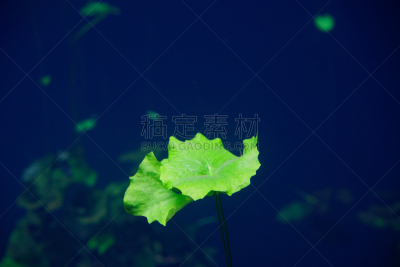 污水坑,沼穴,海岸线,玛雅文明,水,洞,水生植物,水平画幅,无人,水下