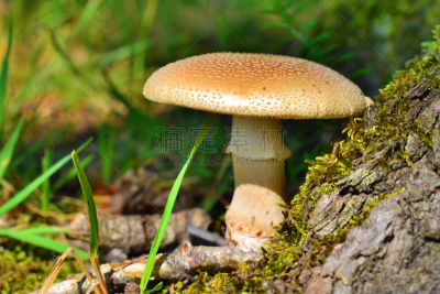 鹅膏菌,红色章鱼,菌腮,伞形毒菌,自然,褐色,水平画幅,无人,蘑菇,生食