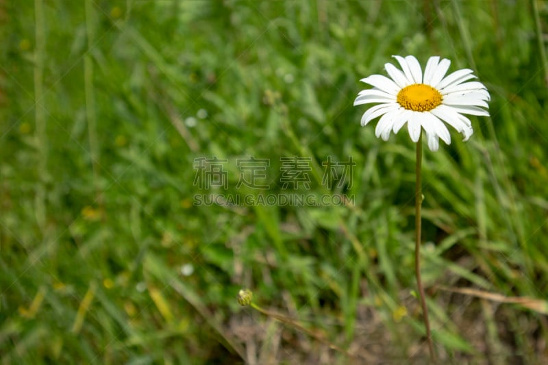 式样,山谷,极简构图,草,背景聚焦,甘菊花,车轮,水平画幅,纺织品,特写