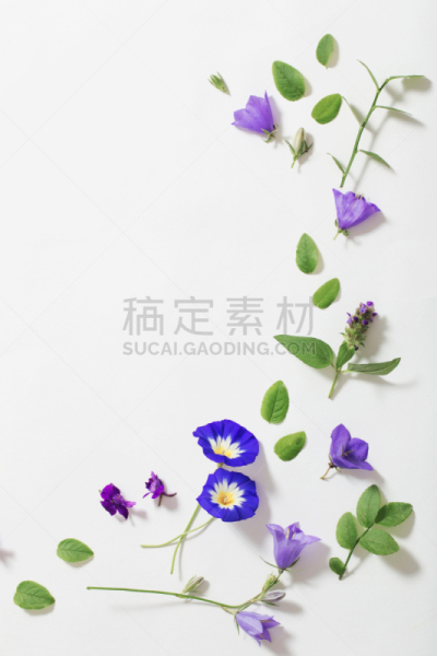 夏天,蓝色,白色背景,飞燕草,旋花植物,垂直画幅,贺卡,艺术,无人,花束