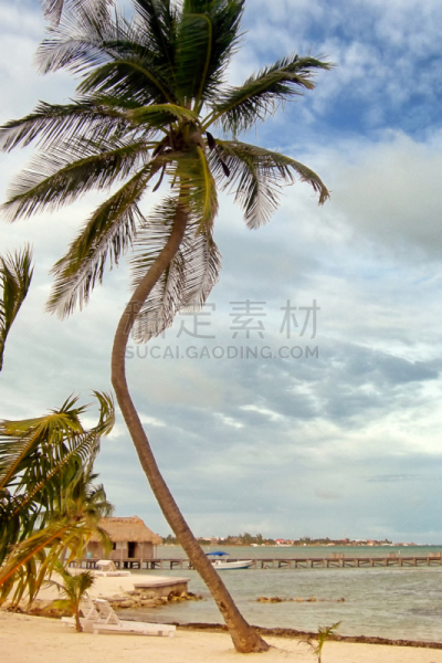 棕榈树,海洋,海滩,都市风光,鸡尾酒,Ambergris Caye,伯利兹,垂直画幅,沙子