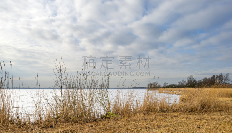 苇地,湖,冬天,普通芦苇,上艾瑟尔,水,水平画幅,无人,沼泽,户外