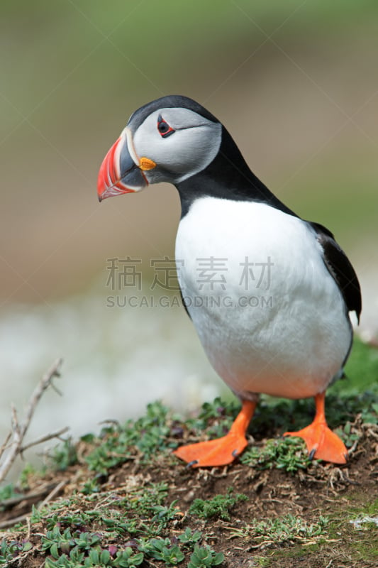 海鸦,大西洋海雀,斯科默岛,蹒跚而行,角嘴海雀,自然,垂直画幅,野生动物,可爱的,鸟类