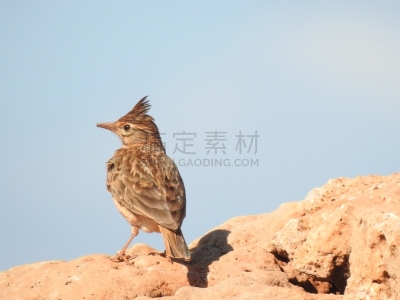 沙漠,百灵鸟,生物学,动物的冠,背景分离,野生动物,环境,北美歌雀,一只动物,动物