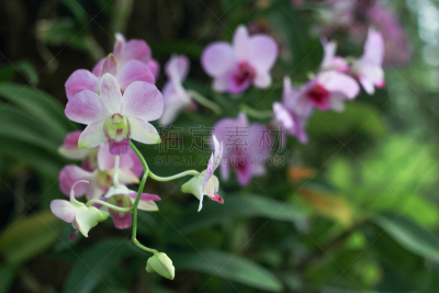 兰花,粉色,背景,菜园,仅一朵花,美,水平画幅,无人,古典式,夏天