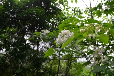 自然美,问号,花头,美,衣柜,水平画幅,美人,夏天,白人,仅一朵花