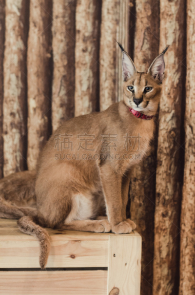 狞獾,野生猫科动物,山猫,自然,垂直画幅,褐色,野生动物,可爱的,无人,猫科动物