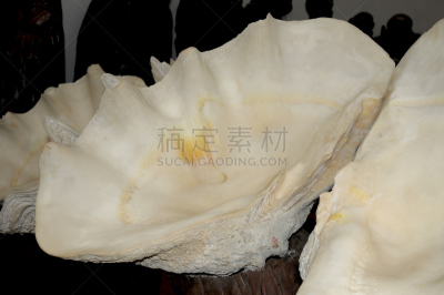 蛤,巨蛤,室内,水平画幅,无人,特写,放大效果,居家装饰,摄影