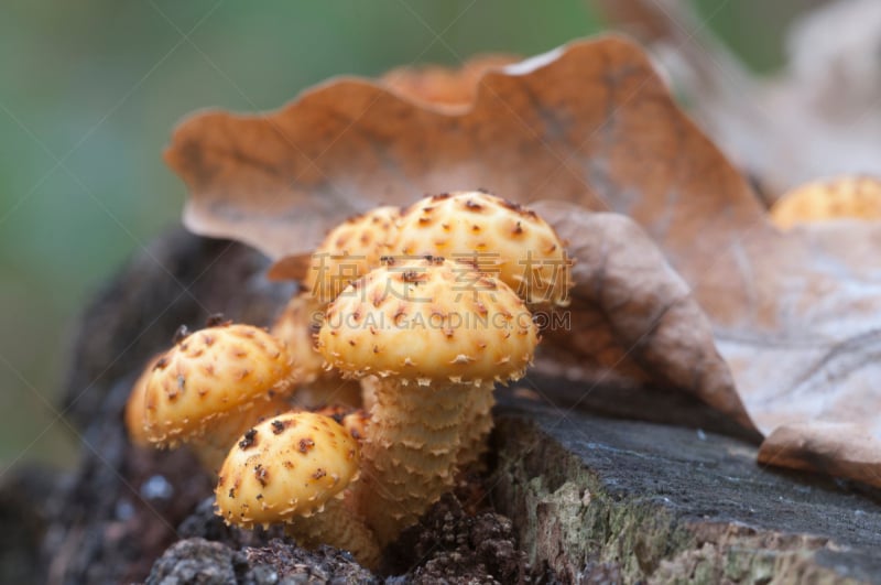 蘑菇,鳞伞菇,黄色,秋天,图像,苔藓,米色,无人,植物,真菌