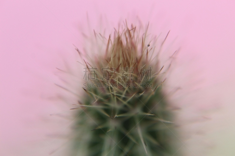 多样,仙人掌,植物,背景,尖利,彩色图片,特写,壁纸,家庭,仙人掌果