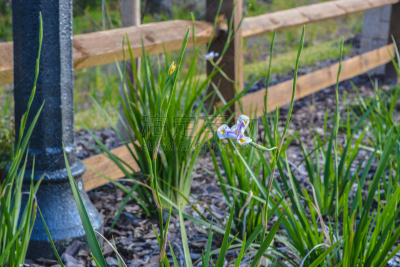 White and Blue Iris in Nocatee, Florida, ‎Asparagales, ‎Iridaceae,  ‎Plantae