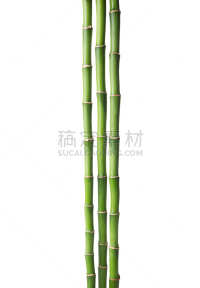 竹子,白色背景,分离着色,枝,欧洲赤松,磨沙机,龙血树种植物,三个物体,垂直画幅,留白
