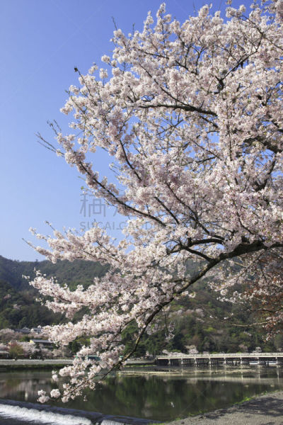 春天,岚山,垂直画幅,天空,京都府,嵯峨野,樱花,无人,蓝色,日本