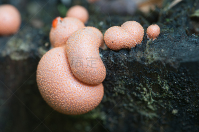 美洲石斛,黏菌,褐色,水平画幅,绿色,小的,木制,无人,古老的,苔藓