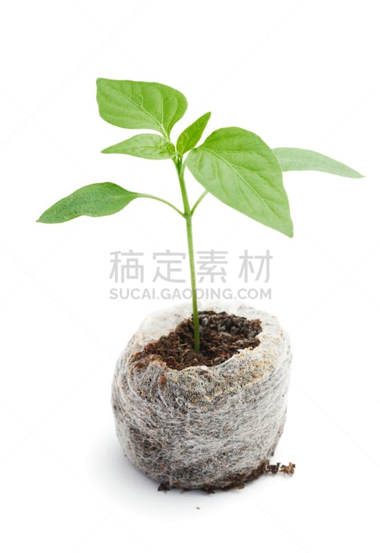 蔬菜,秧苗,泥炭,煤球,植物群,成年子女,垂直画幅,新的,椒类食物,生长