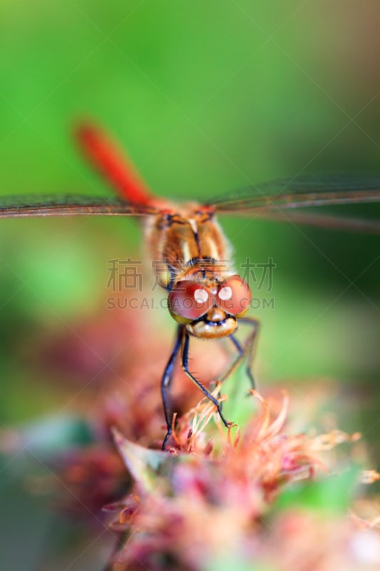 条斑赤蜻,豆娘,垂直画幅,公园,早晨,动物身体部位,夏天,户外,特写,羽扇豆