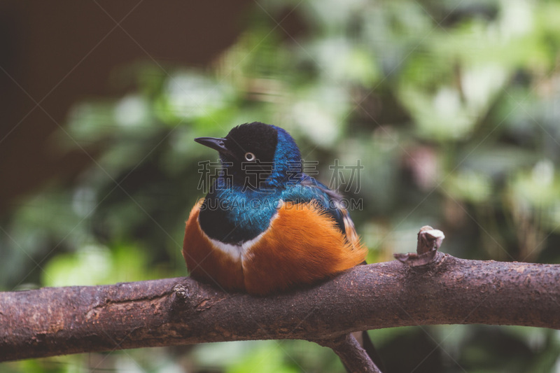 superb starling,椋鸟,自然,美,野生动物,水平画幅,橙色,蓝色,鸟类,北美歌雀