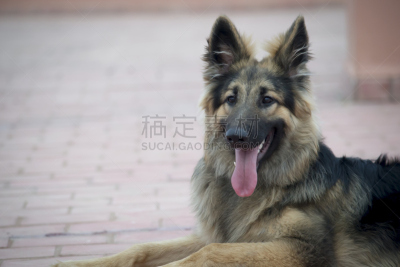 牧羊犬,动物嘴,水平画幅,波音达猎犬,德国牧羊犬,气促,训服,澳大利亚牧羊犬,伸舌头,动物牙齿