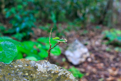 水平画幅,冲绳县,石灰石,户外,常春藤,植物,热带气候,风景,叶子,岩石