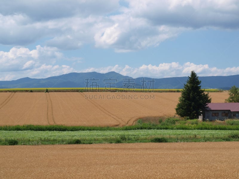 美瑛町,田地,日本,小麦,富良野盆地,哲学家,天空,美,里山,水平画幅